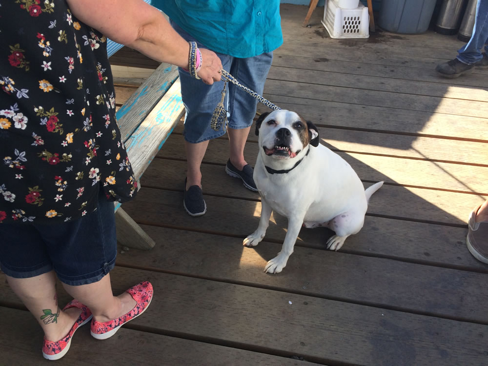 Person With Their Dog Outside at OurPet Friendly Yachats Oregon Restaurant